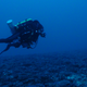 Swimming along a mesophytic coral bed.